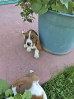 Flotsum, a male Basset Hound for sale in Aztec, NM – 2 of 6
