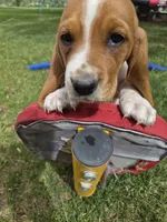 Sticks, a male Basset Hound for sale in Aztec, NM – 1 of 8