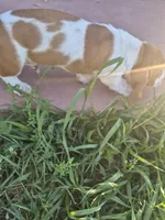Jay, a male Basset Hound for sale in Aztec, NM – 8 of 9