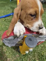 Sticks, a male Basset Hound for sale in Aztec, NM – 3 of 8
