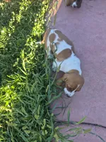 Jay, a male Basset Hound for sale in Aztec, NM – 6 of 9
