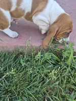 Jay, a male Basset Hound for sale in Aztec, NM – 9 of 9