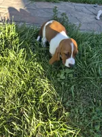 Flotsum, a male Basset Hound for sale in Aztec, NM – 6 of 6