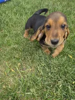 Batman, a male Basset Hound for sale in Aztec, NM – 4 of 7