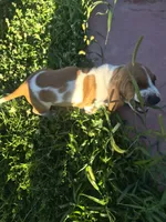 Jay, a male Basset Hound for sale in Aztec, NM – 2 of 9
