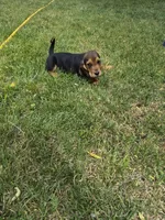 Batman, a male Basset Hound for sale in Aztec, NM – 6 of 7
