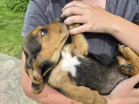 Batman, a male Basset Hound for sale in Aztec, NM – 2 of 7
