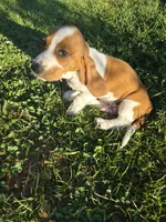 Jetsum, a female Basset Hound for sale in Aztec, NM – 6 of 7
