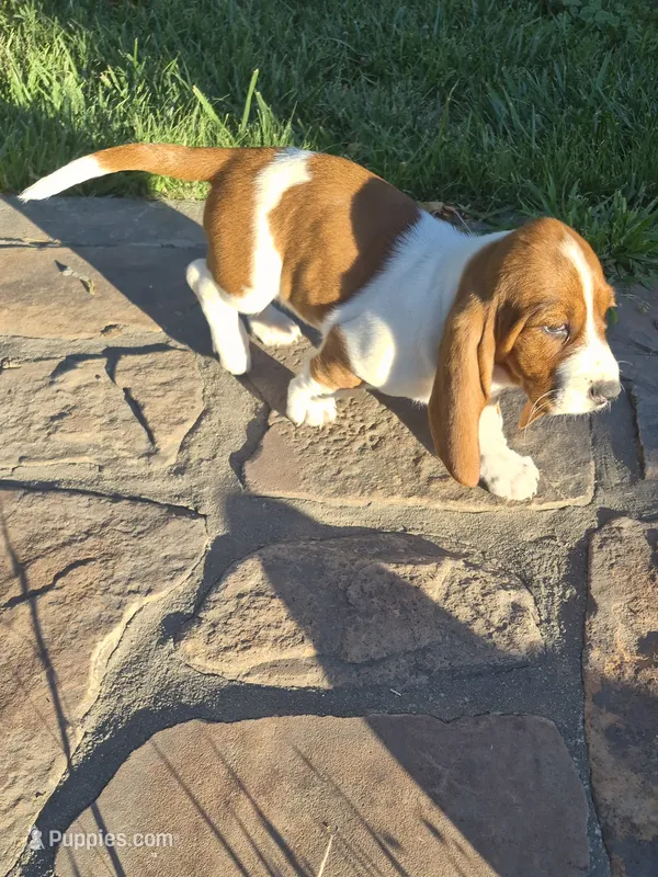 Flotsum – Basset Hound puppy for sale in Aztec, NM
