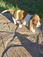 Flotsum, a male Basset Hound for sale in Aztec, NM – 1 of 6