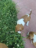 Flotsum, a male Basset Hound for sale in Aztec, NM – 4 of 6