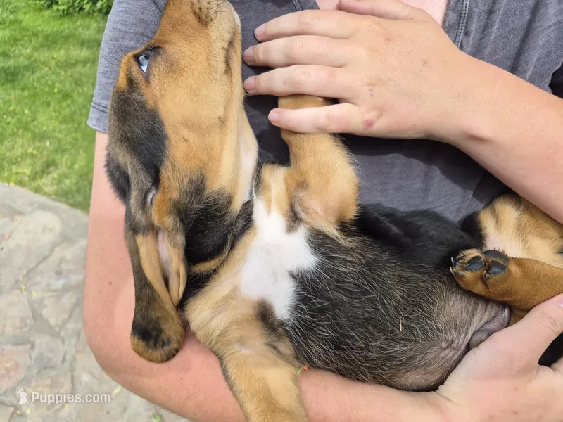 Batman – Basset Hound puppy for sale in Aztec, NM