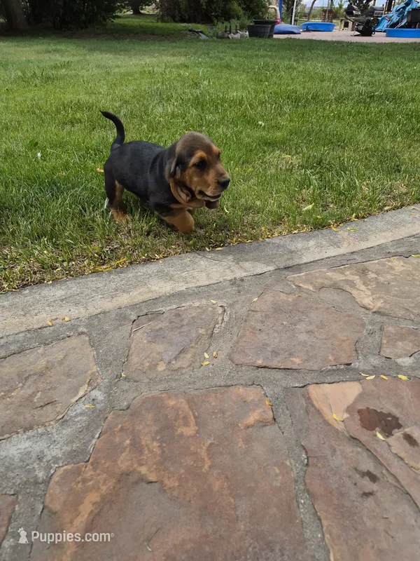 Batman – Basset Hound puppy for sale in Aztec, NM