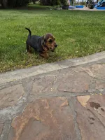 Batman, a male Basset Hound for sale in Aztec, NM – 3 of 7