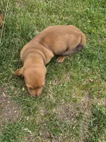 Reeses, a male Basset Hound for sale in Aztec, NM – 6 of 6