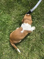 Sticks, a male Basset Hound for sale in Aztec, NM – 8 of 8