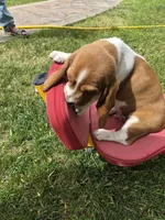 Sticks, a male Basset Hound for sale in Aztec, NM – 5 of 8
