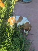 Jay, a male Basset Hound for sale in Aztec, NM – 3 of 9