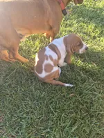 Jay, a male Basset Hound for sale in Aztec, NM – 4 of 9