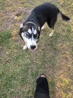 Frost , a male Siberian Husky for sale in Bethany, OK – 4 of 4