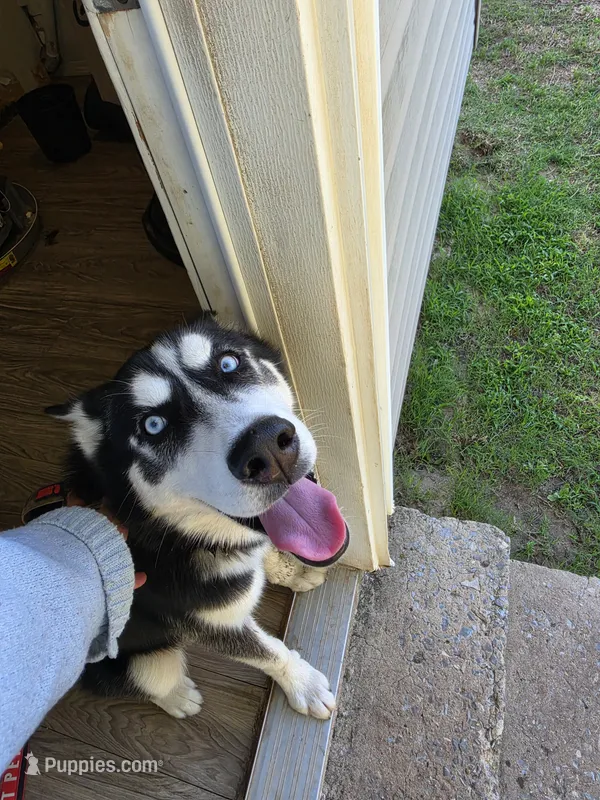 Frost  – Siberian Husky puppy for sale in Bethany, OK