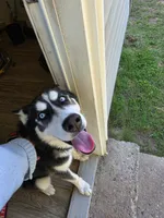 Frost , a male Siberian Husky for sale in Bethany, OK – 1 of 4