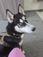 Frost , a male Siberian Husky for sale in Bethany, OK – 3 of 4