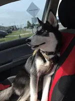 Frost , a male Siberian Husky for sale in Bethany, OK – 2 of 4