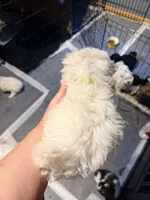 Mindy’s girl 1, a female Maltese for sale in Cullman, AL – 2 of 2