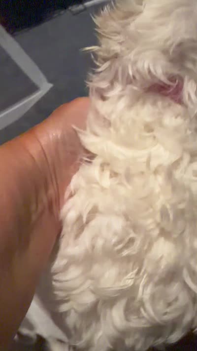 Mindys girl 2, a female Maltese for sale in Cullman, AL – 2 of 2