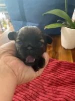 Sable male, a male Shih Tzu for sale in Cullman, AL – Photo 1 of 4