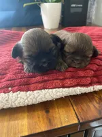 Sable male, a male Shih Tzu for sale in Cullman, AL – Photo 3 of 4