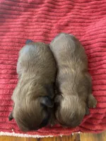 Sable male, a male Shih Tzu for sale in Cullman, AL – Photo 4 of 4