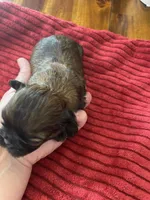 Sable male, a male Shih Tzu for sale in Cullman, AL – Photo 2 of 4