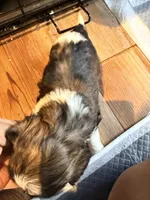 Ghinis girl 4, a female Shih Tzu for sale in Cullman, AL – 3 of 3