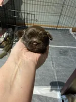 Kia’s choc boy, a male Shih Tzu for sale in Cullman, AL – Photo 3 of 5