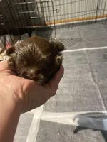 Kia’s choc boy, a male Shih Tzu for sale in Cullman, AL – Photo 1 of 5