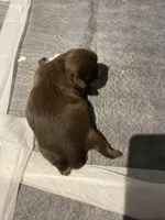 Kia’s choc boy, a male Shih Tzu for sale in Cullman, AL – Photo 2 of 5