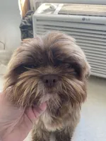 Kia’s choc boy, a male Shih Tzu for sale in Cullman, AL – Photo 4 of 5