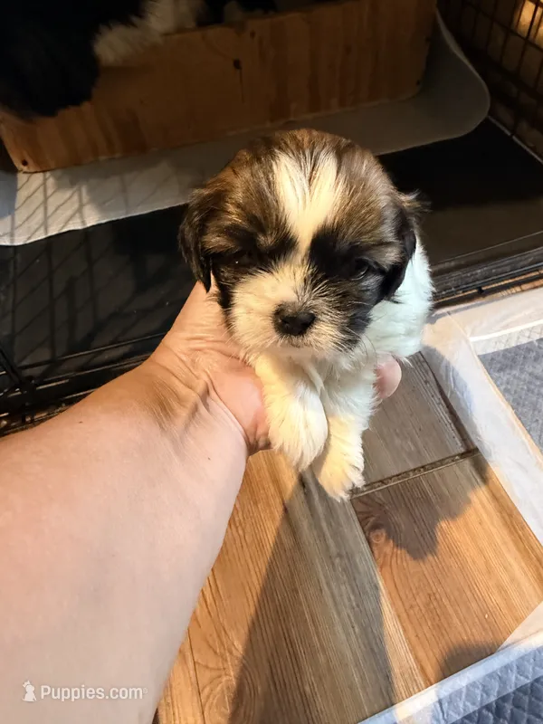 Ghinis girl 3 – Shih Tzu puppy for sale in Cullman, AL