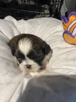 Ghinis boy 1, a male Shih Tzu for sale in Cullman, AL – Photo 1 of 3