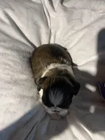 Ghinis boy 1, a male Shih Tzu for sale in Cullman, AL – Photo 2 of 3