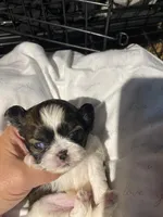 Ghinis boy 1, a male Shih Tzu for sale in Cullman, AL – Photo 3 of 3