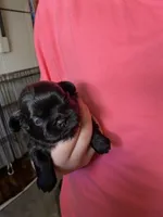 Kia’s girl, a female Shih Tzu for sale in Cullman, AL – Photo 3 of 3