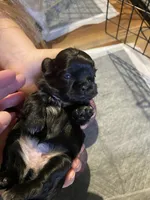 Kia’s girl, a female Shih Tzu for sale in Cullman, AL – Photo 2 of 3