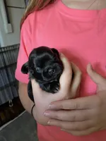 Kia’s girl, a female Shih Tzu for sale in Cullman, AL – Photo 1 of 3