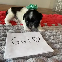 Ghinis bulk and wt girl, a female Shih Tzu for sale in Cullman, AL – Photo 2 of 4