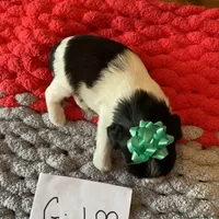 Ghinis bulk and wt girl, a female Shih Tzu for sale in Cullman, AL – Photo 4 of 4