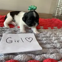 Ghinis bulk and wt girl, a female Shih Tzu for sale in Cullman, AL – Photo 3 of 4