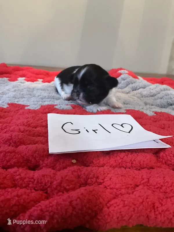 Ghinis bulk and wt girl